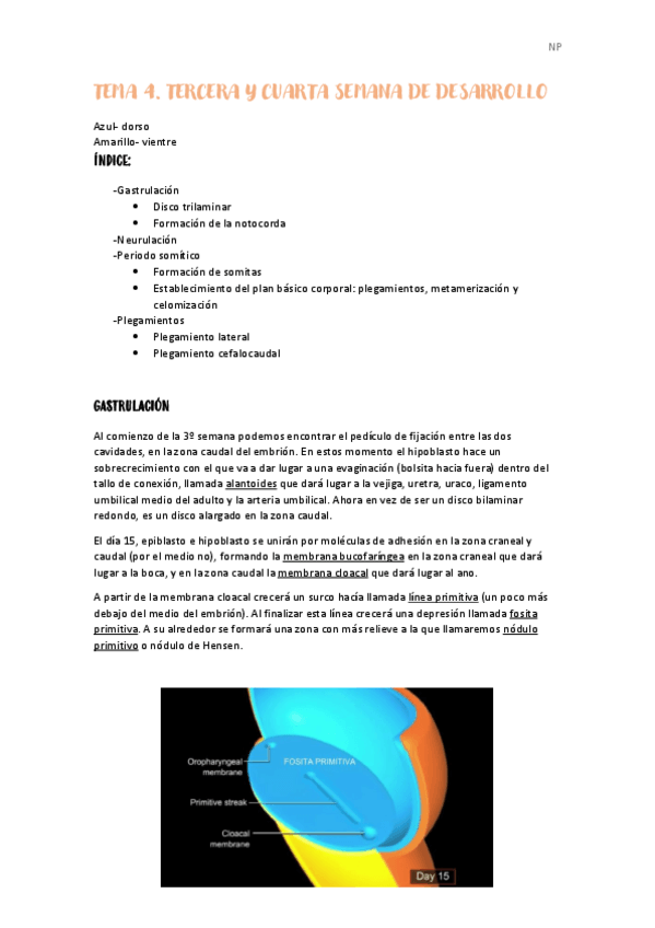 Miniatura del documento Tema-4-tercera-y-cuarta-semana-de-desarrollo.pdf
