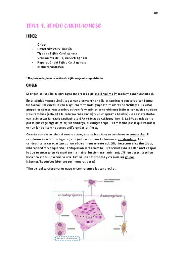 Miniatura del documento Tema-4-tejido-cartilaginoso.pdf