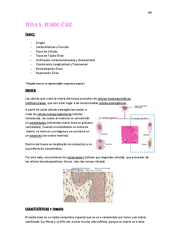 Miniatura del documento Tema-5-tejido-oseo.pdf
