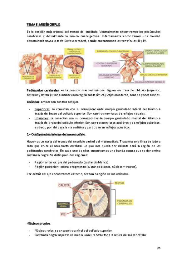 Miniatura del documento TEMA-5-y-6-ANATOMIA.pdf