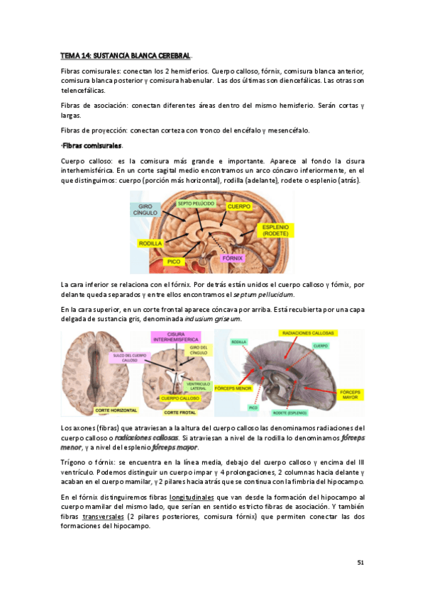 Miniatura del documento TEMA-14-y-15-ANATOMIA.pdf