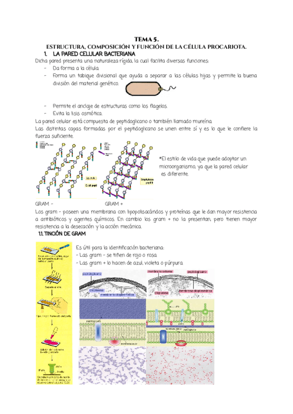 Miniatura del documento TEMA-5.-MICROBIOLOGIA.pdf