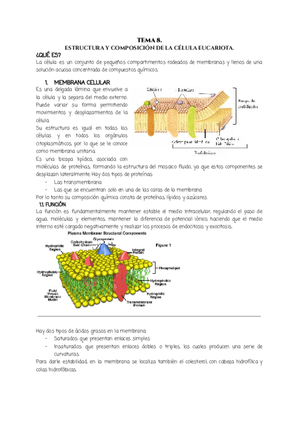 Miniatura del documento TEMA-8..pdf