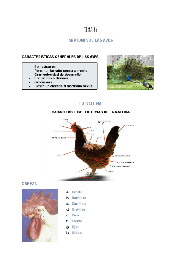 Miniatura del documento ANATOMIA-DE-LAS-AVES.pdf