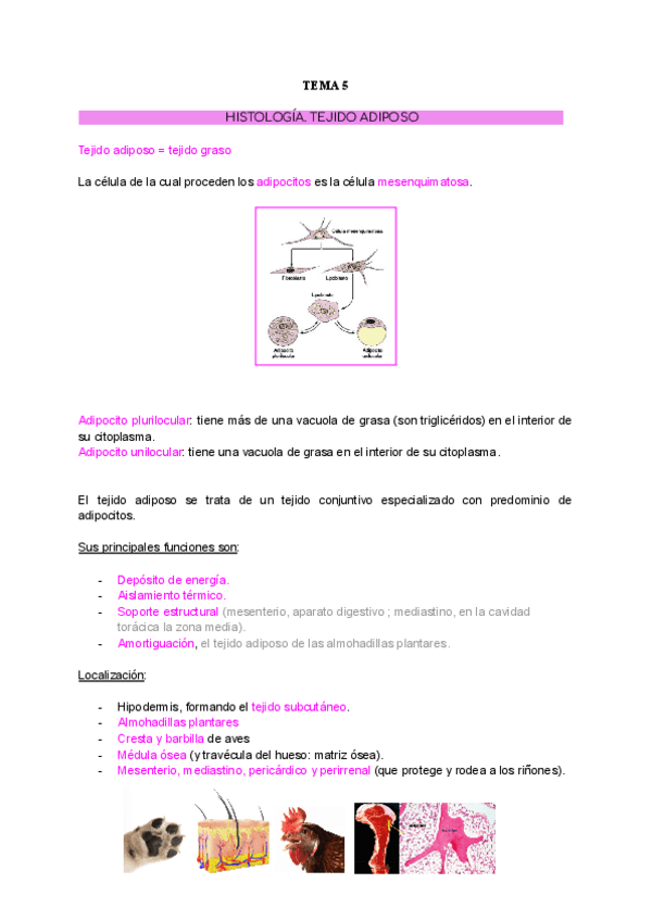 Miniatura del documento TEMA-5.-TEJIDO-ADIPOSO.pdf