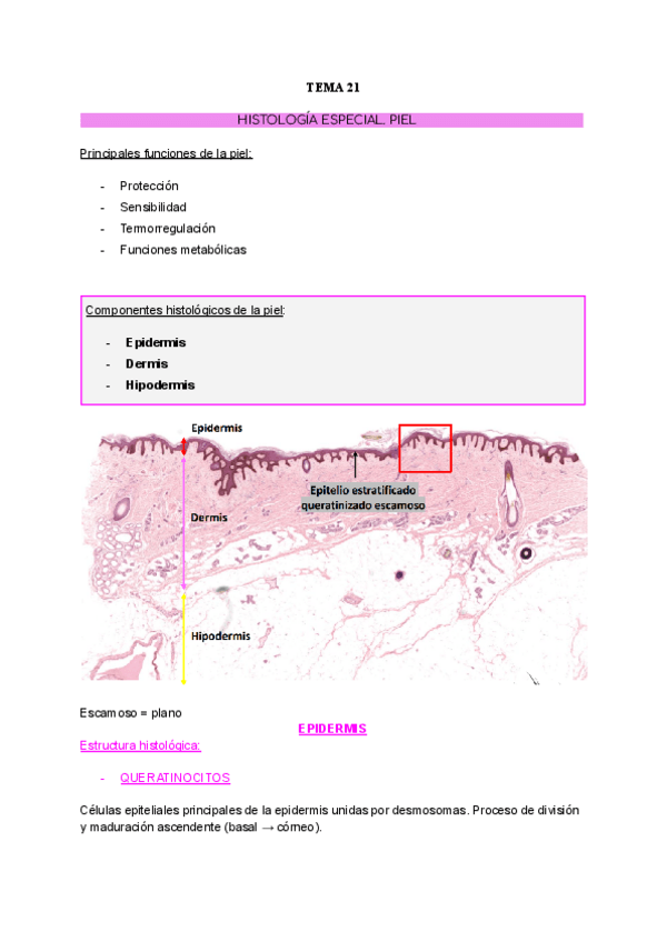Miniatura del documento TEMA-21.-PIEL.pdf