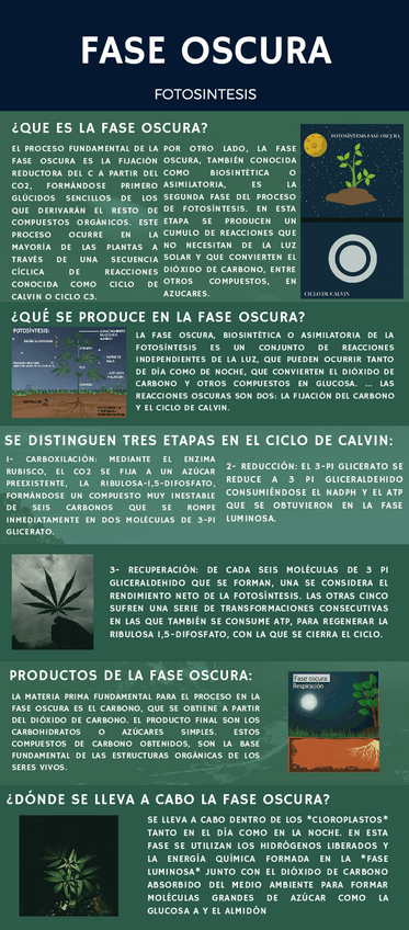 Miniatura del documento Fotosintesis-Fase-Oscura-Biologia.pdf