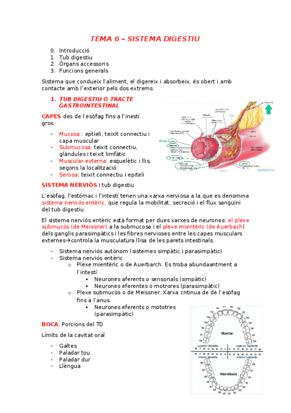 Miniatura del documento TEMA-6-sistema-digestiu.docx