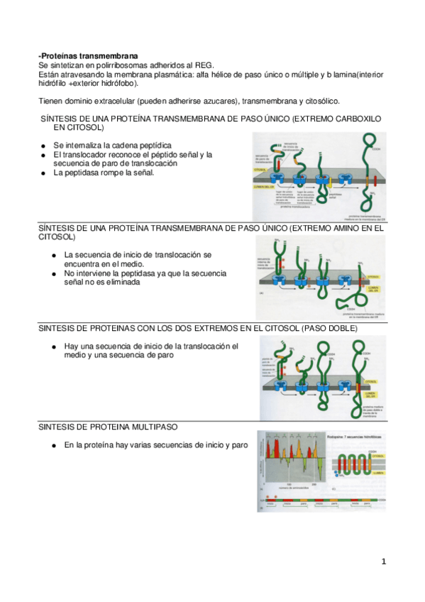 Miniatura del documento BIOLOGIA-EXAMEN-2021-PRIMER-PARCIAL.pdf
