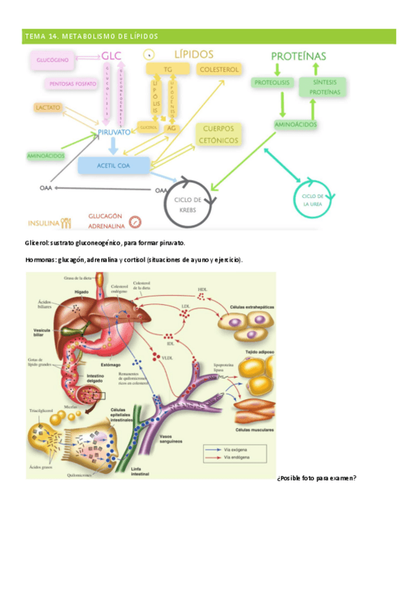 Miniatura del documento TEMA-14.-Metabolismo-de-los-lipidos-2ocuatri.pdf
