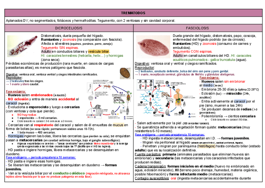 Miniatura del documento TODO-2o-parcial-platelmintos.pdf