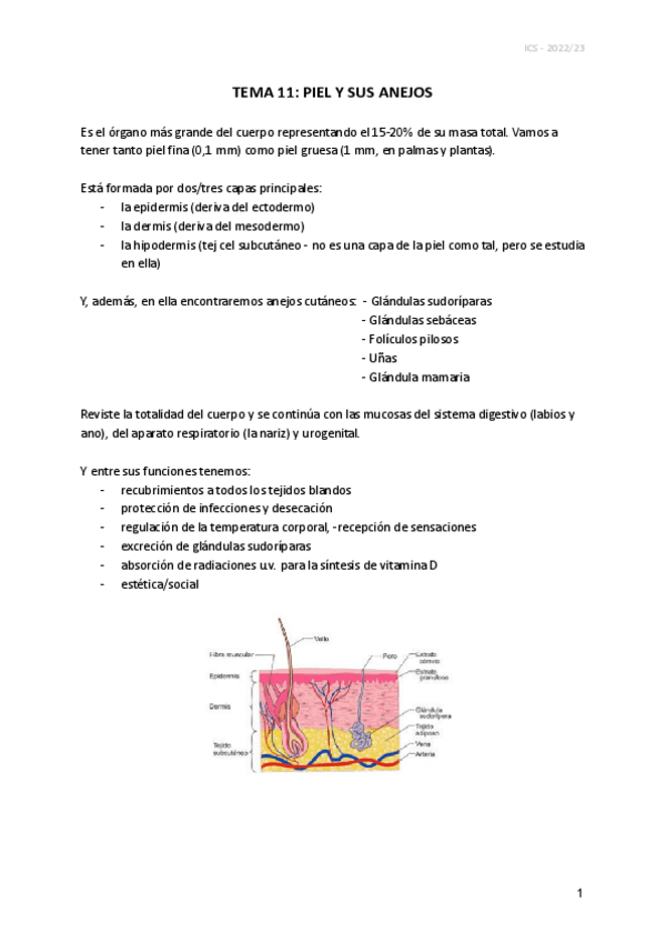 Miniatura del documento TEMA-11-PIEL-Y-SUS-ANEJOS.pdf