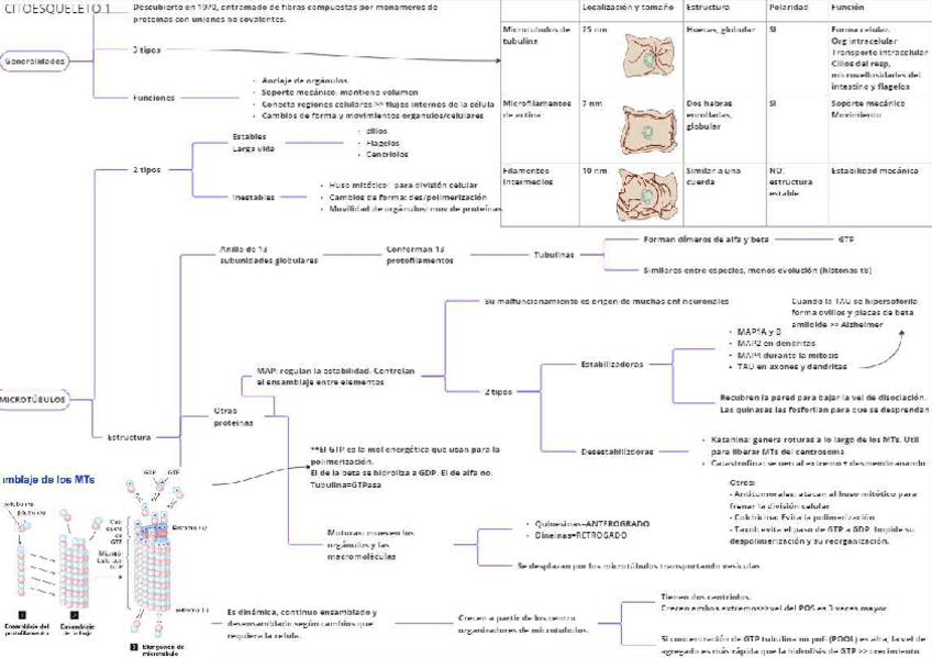 Miniatura del documento Citoesqueleto.pdf