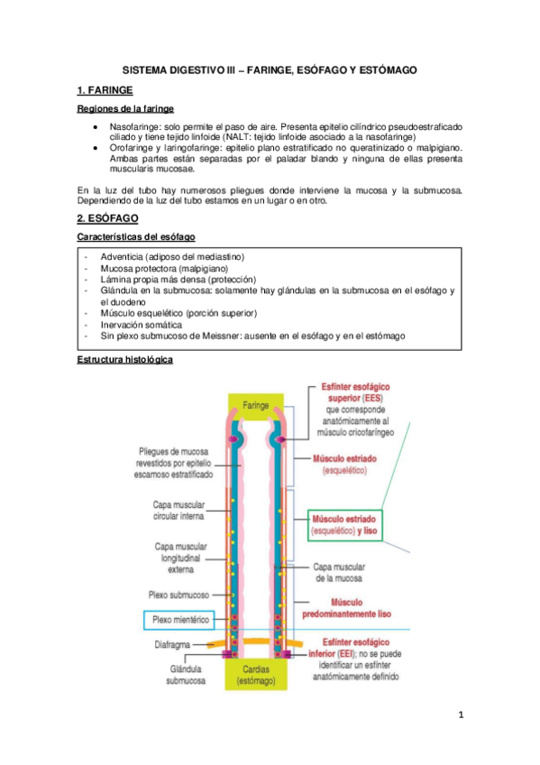Miniatura del documento APUNTES-DIGESTIVO-III-ESOFAGOESTOMAGO.pdf