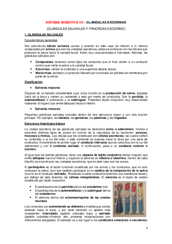 Miniatura del documento APUNTES-DIGESTIVO-VII-GLANDULAS-EXCRETORAS-SALIVALES-Y-PANCREAS-EXOCRINO.pdf