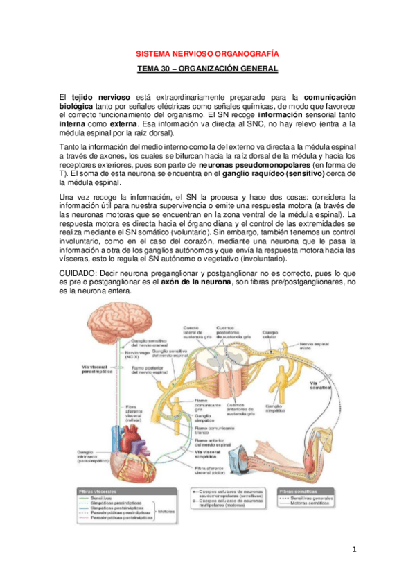 Miniatura del documento APUNTES-NERVIOSO-I.pdf
