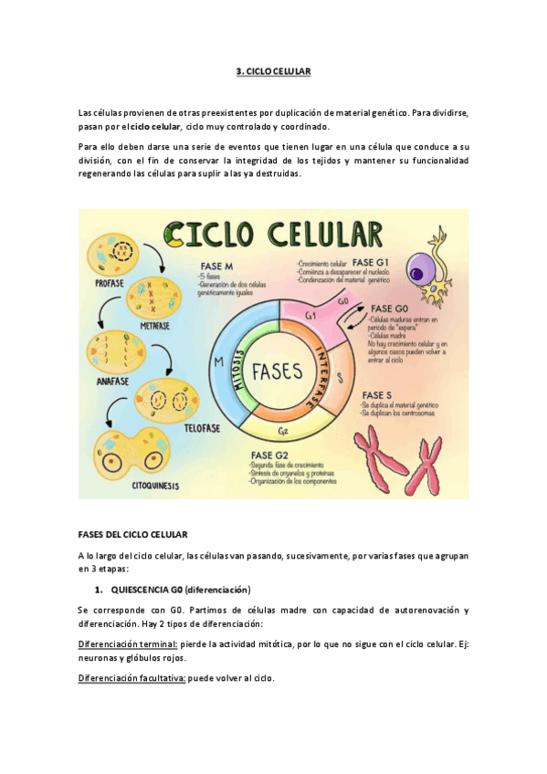 Miniatura del documento TEMA-3.-CICLO-CELULAR.pdf