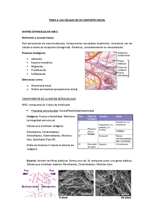 Miniatura del documento TEMA-4.-LAS-CELULAS-EN-SU-CONTEXTO-SOCIAL.pdf