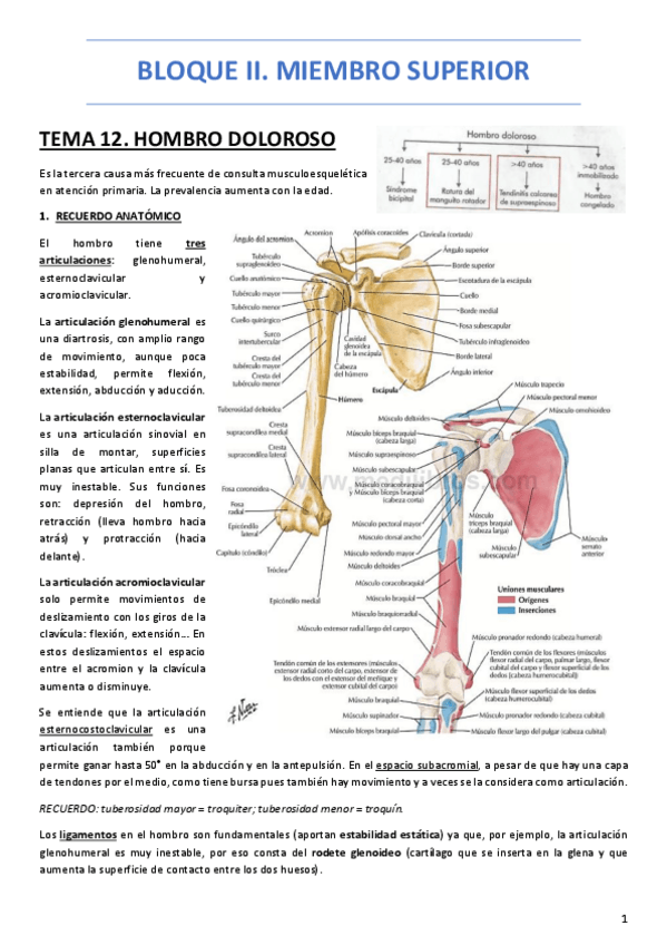 Miniatura del documento BLOQUE-II.-MIEMBRO-SUPERIOR.pdf