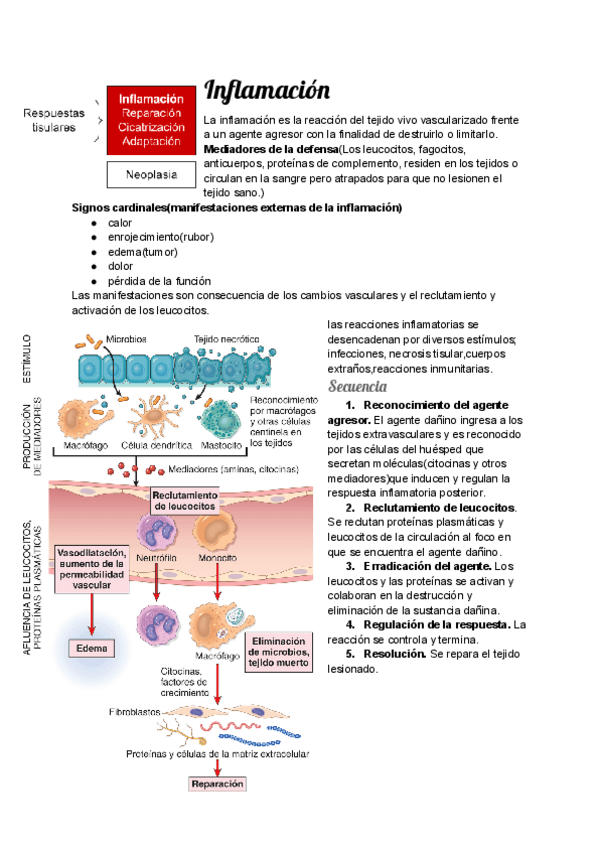 Miniatura del documento Inflamacion-1.pdf