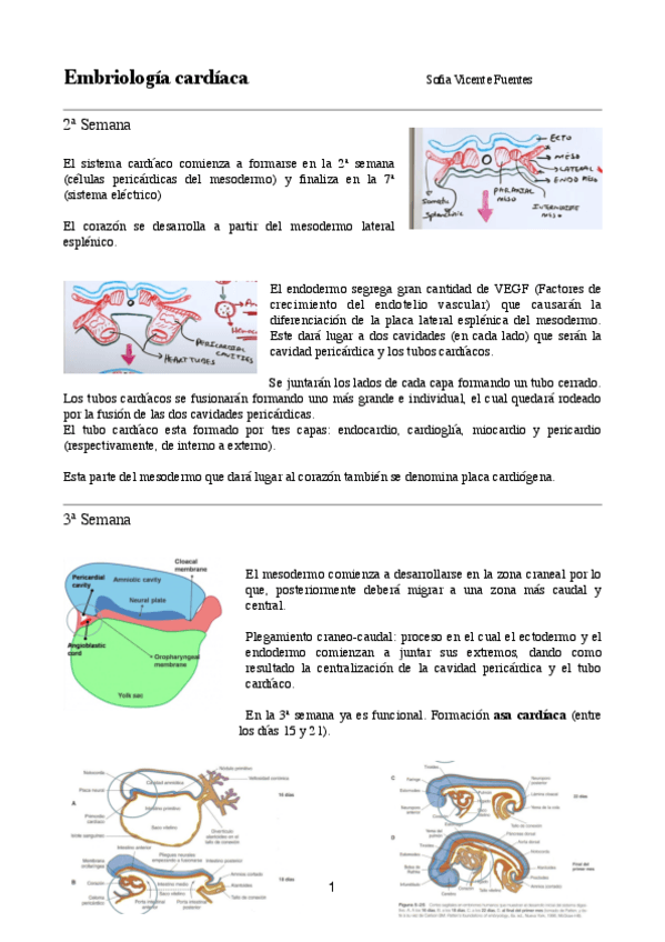 Miniatura del documento CM-1-Embriologia-cardiaca.pdf