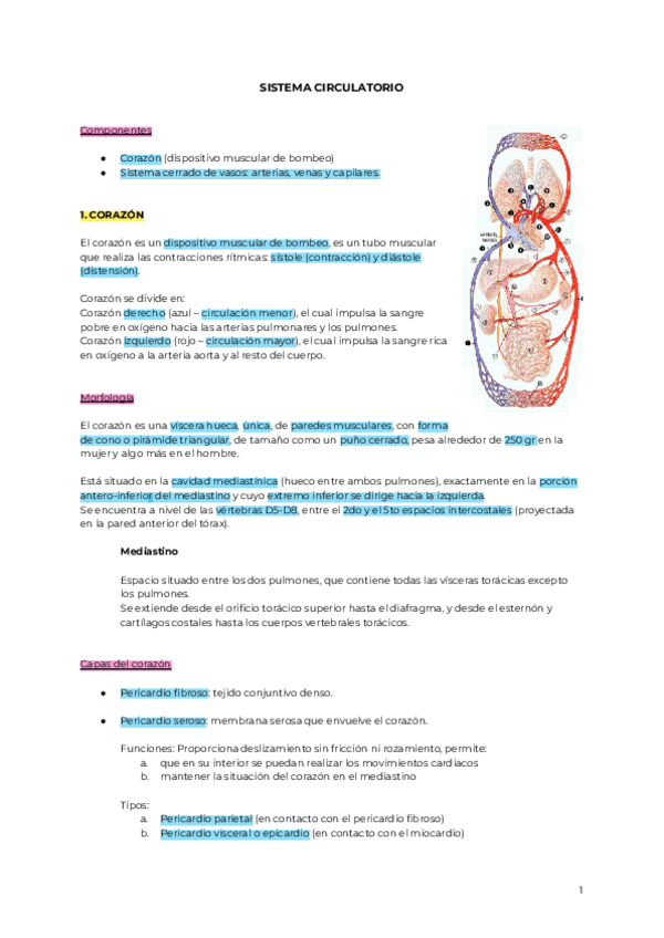 Miniatura del documento SISTEMA-CIRCULATORIO.pdf