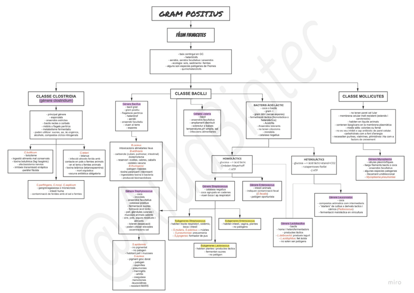 Miniatura del documento ESQUEMES-MICROORG.pdf