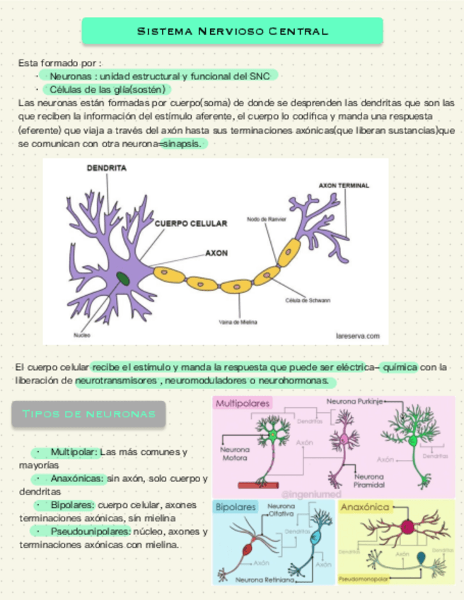 Miniatura del documento Sistema-Nervioso-Central.pdf