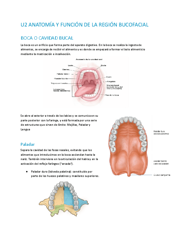 Miniatura del documento U2-ANATOMIA-Y-FUNCION-DE-LA-REGION-BUCOFACIAL.pdf