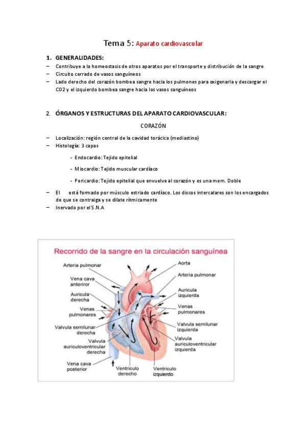 Miniatura del documento aparato-cardiovascular.pdf