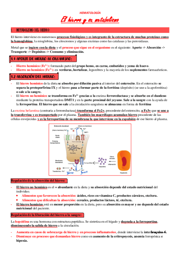 Miniatura del documento T7-El-hierro-y-su-metabolismo.pdf
