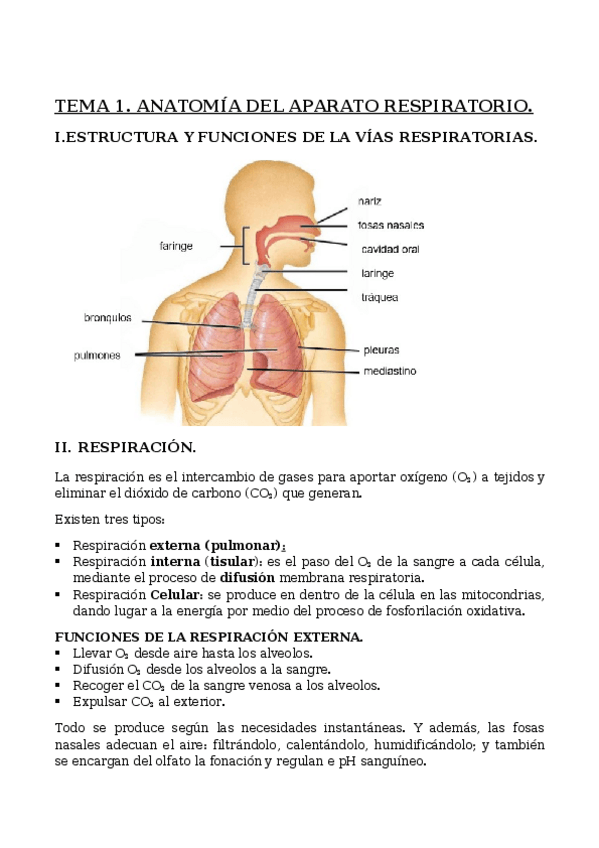 Miniatura del documento TEMA-1-APARATO-RESPIRATORIO.docx