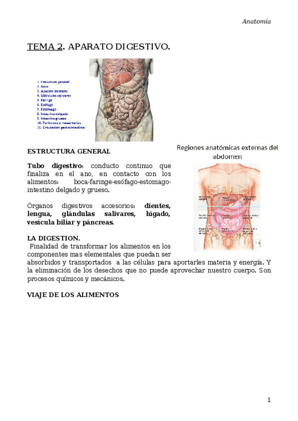 Miniatura del documento TEMA-2-APARATO-DIGESTIVO.docx