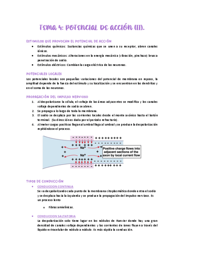 Miniatura del documento TEMA-4.-POTENCIAL-DE-AXCION-II.PDF