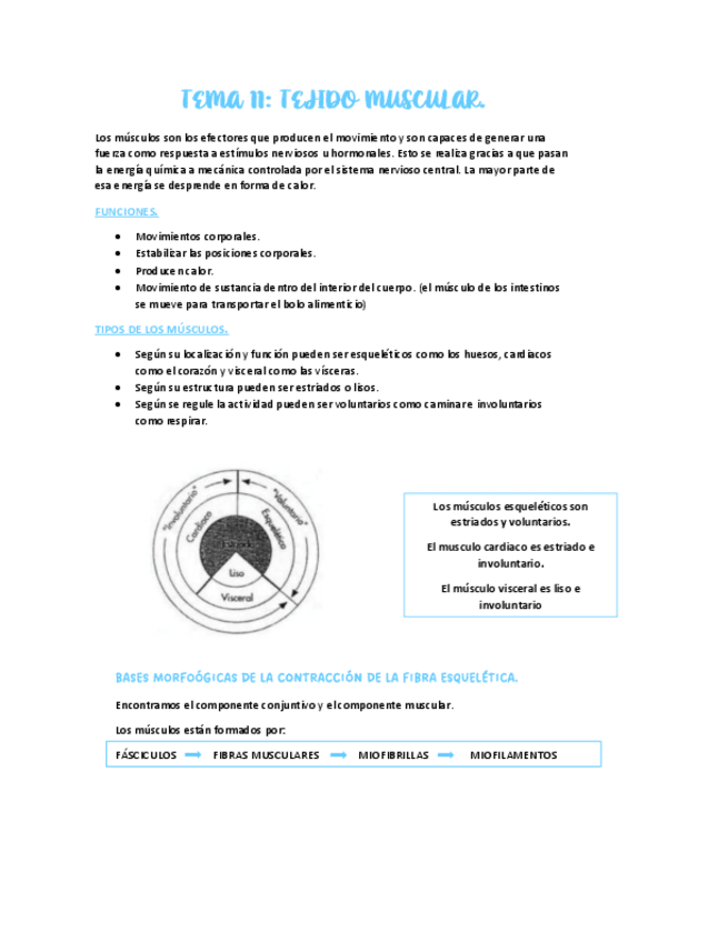 Miniatura del documento TEMA-6.-TEJIDO-MUSCULAR.PDF