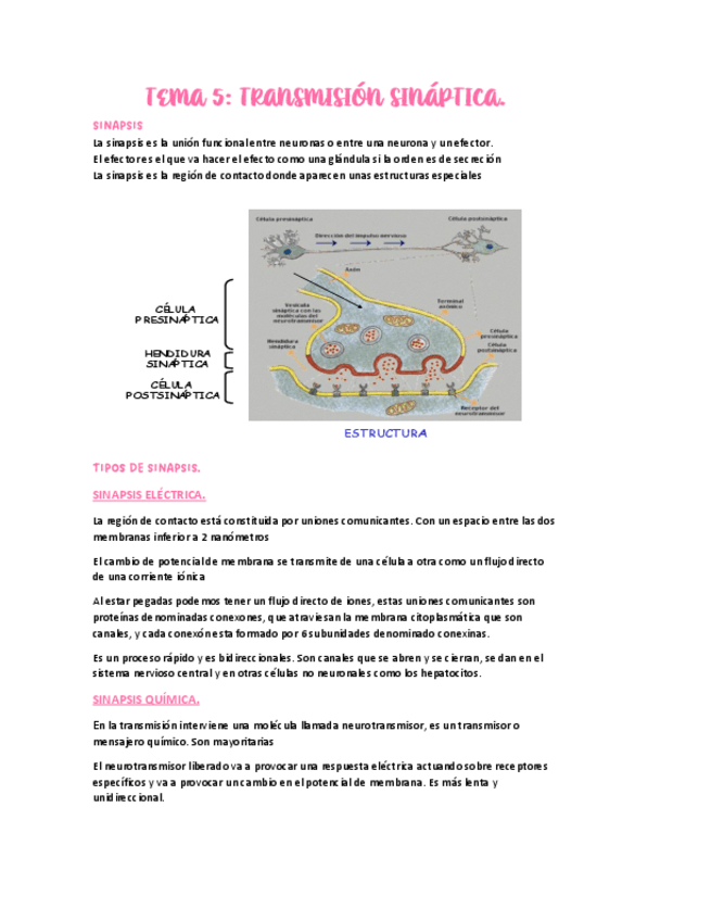 Miniatura del documento TEMA-8.-TRANSMISION-SINAPTICA.PDF