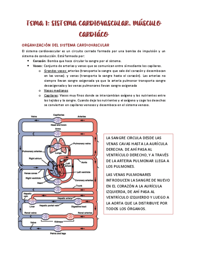 Miniatura del documento TEMA-1.-SISTEMA-CARDIOVASCULAR.-MUSCULO-CARDIACO..PDF