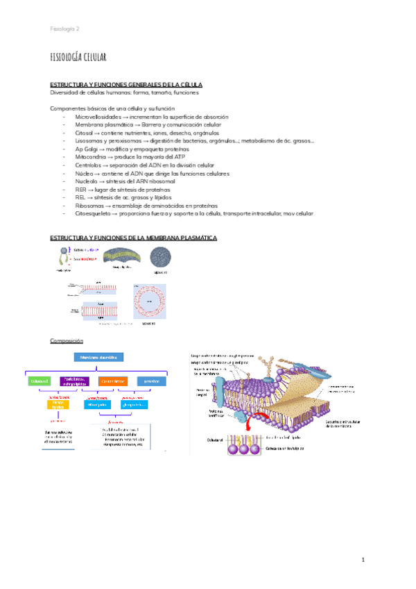 Miniatura del documento 2.-FISIOLOGIA-CELULAR-5.pdf
