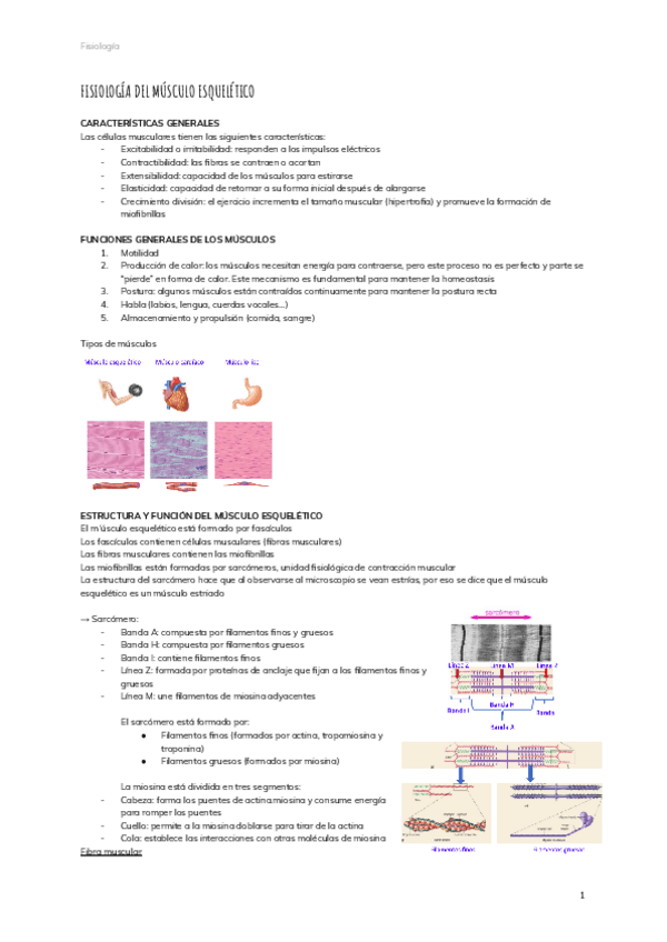 Miniatura del documento 3.-FISIOLOGIA-DEL-MUSCULO-ESQUELETICO.pdf