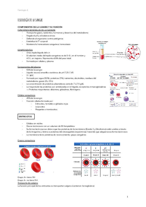 Miniatura del documento 4.-FISIOLOGIA-DE-LA-SANGRE.pdf