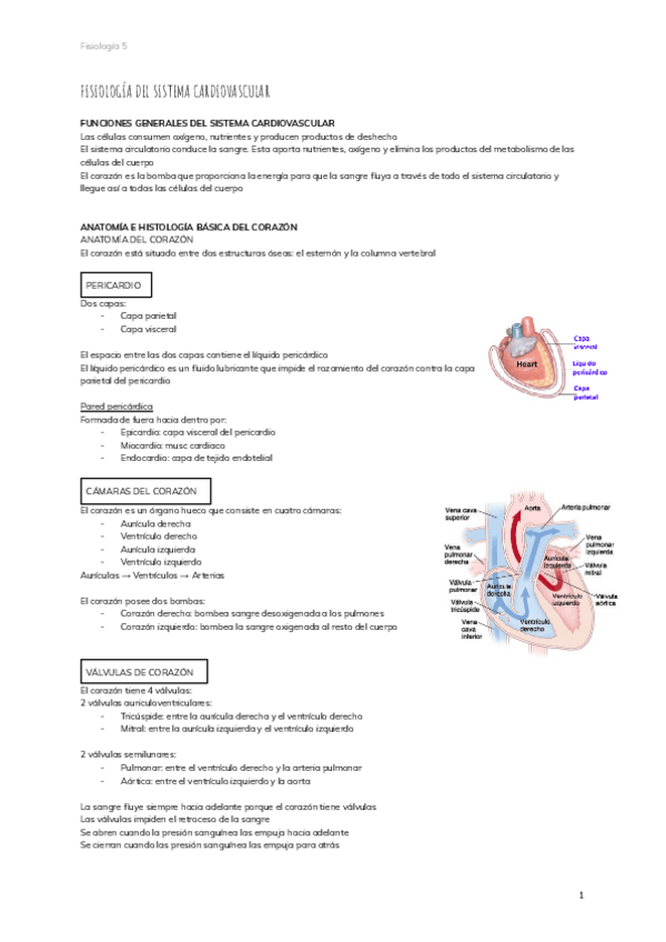 Miniatura del documento 5.-FISIOLOGIA-DEL-SISTEMA-CARDIOVASCULAR.pdf