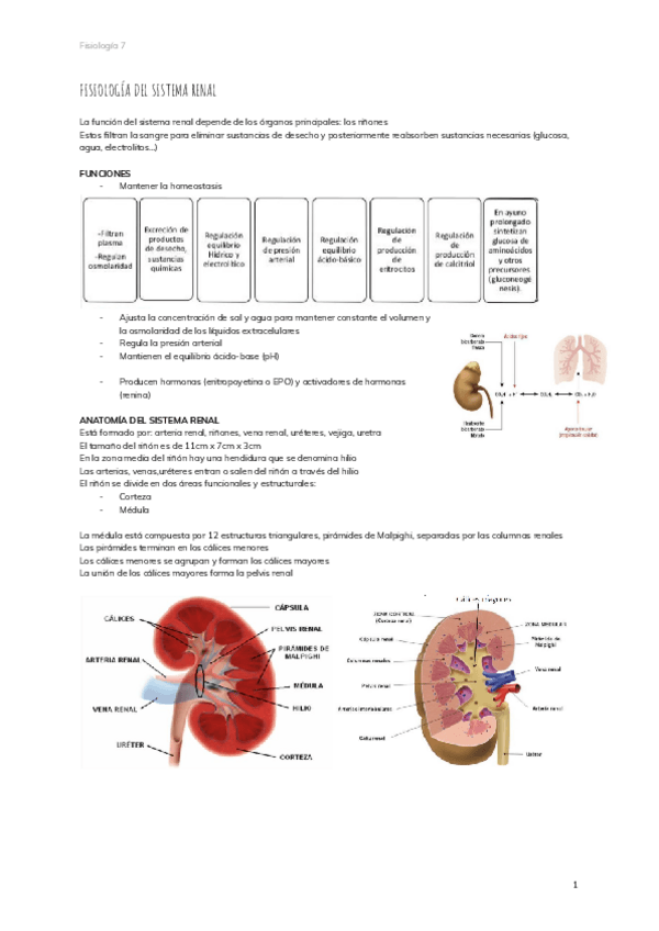 Miniatura del documento 7.-FISIOLOGIA-DEL-SISTEMA-RENAL.pdf