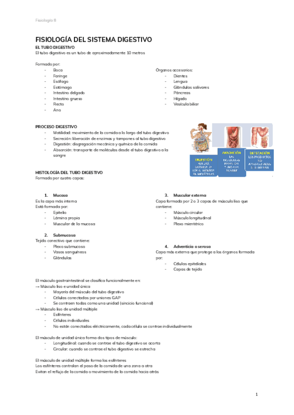 Miniatura del documento 8.-FISIOLOGIA-DEL-SISTEMA-DIGESTIVO.pdf