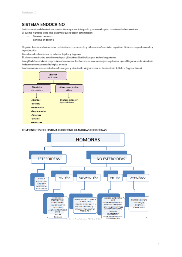Miniatura del documento 10.-SISTEMA-ENDOCRINO.pdf