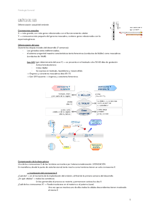 Miniatura del documento GENETICA-DEL-SEXO.pdf