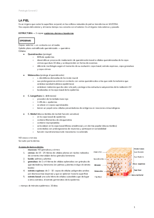 Miniatura del documento 2.-LA-PIEL.pdf