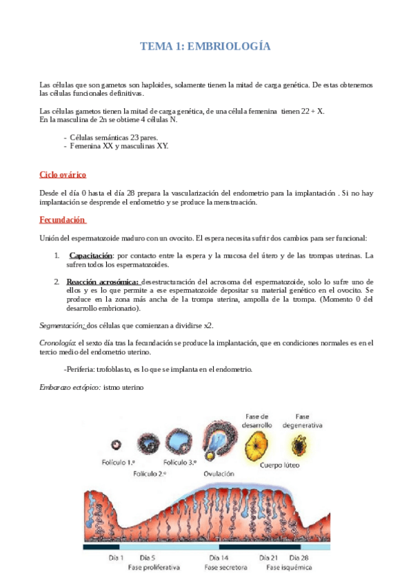 Miniatura del documento ANATOMIA-II.pdf