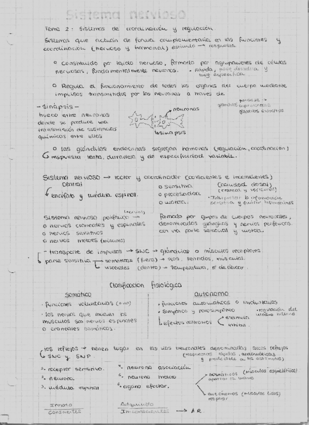 Miniatura del documento Apuntes-sistema-nervioso.pdf