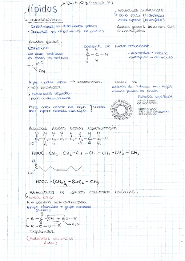 Miniatura del documento Apuntes-Lipidos.pdf