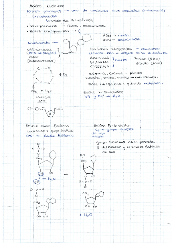 Miniatura del documento Apuntes-Acidos-Nucleicos.pdf